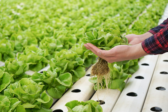 Close Up Hand Holding Lettuce In Hydroponics Garden For Food Supply Chain Domestic And Export. Agriculture And Hydroponic Concept