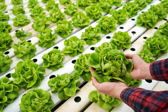 Farmer harvest vegetable lettuce in hydroponic farm for food supply