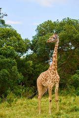 Giraffe standing among the trees during African safari trip.