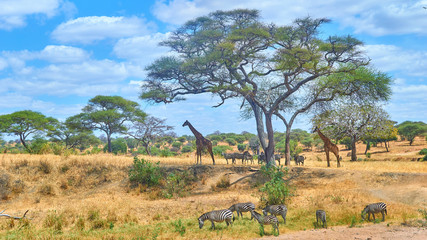 Fototapeta na wymiar African landscape with giraffes, zebras and trees in Tarangire National Park in Tanzania.