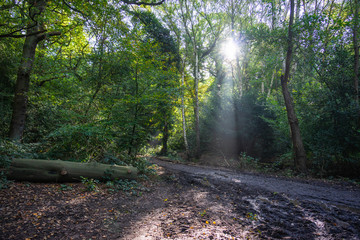 Obraz premium View of green trees and branch in the forrest using as nature background or wallpaper.