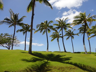 Fototapeta premium Tropical