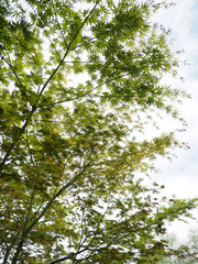 a maple tree with fresh green leaves against a bright sky
