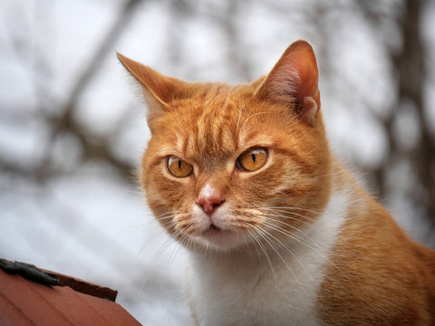 Rudy kot - portret - kocie oczy