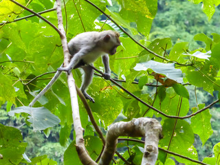 A curious macaque monkey sitting between tree brunches. The monkey is observing something. In the back there is a crystal clear sea. Sunny and warm feelings. Animal in natural habitat.