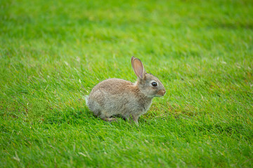 Cute little bunny on a green grass Wallpaper