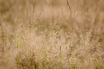 Dry grass on field