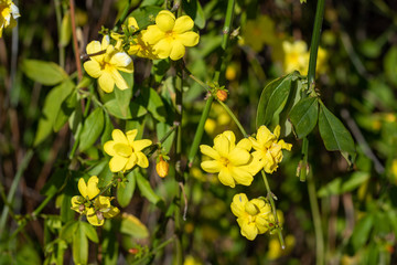 Yellow flowers of primrose jasmine