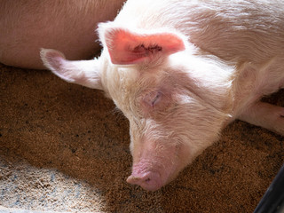 big pig sleeping peacefully on barn