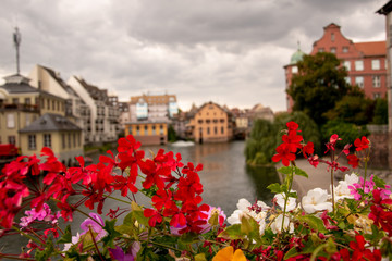 Fototapeta na wymiar Blumen in Strasbourg