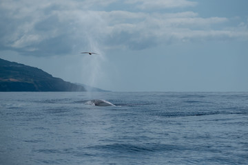 A fin whale surfacing with a seabird flying overhead 
