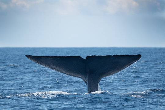 A Blue Whale Showing Its Tail Flukes Near Pico Island 