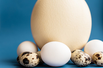 Ostrich, chicken and quail eggs on a classic blue background. Large ostrich egg in an upright...