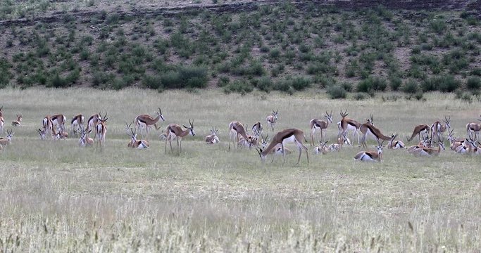 herd of Springbok Antidorcas marsupialis, in green Kalahari, after rain season, South Africa wildlife