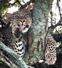 Leopard cleaning her paw in tree on African safari