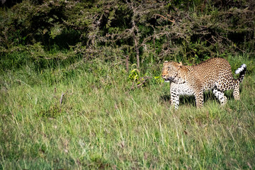 Leopard walking through African savannah