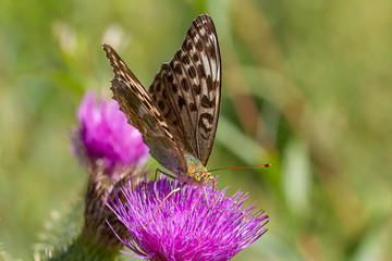 farfalla su fiordaliso