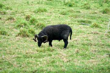 Bélier noir dans un pré .