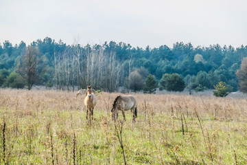 A herd of Equus Przewalski (wild horse), one of the rarest species on our planet, grazing in the meadow. This species inhabit on Chernobyl Exclusion zone. Wild animals in natural habitat.