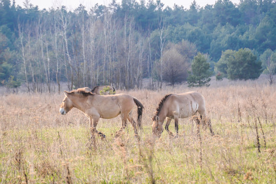 A Herd Of Equus Przewalski (wild Horse), One Of The Rarest Species On Our Planet, Grazing In The Meadow. This Species Inhabit On Chernobyl Exclusion Zone. Wild Animals In Natural Habitat.