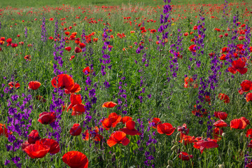 Red poppy filed in summer