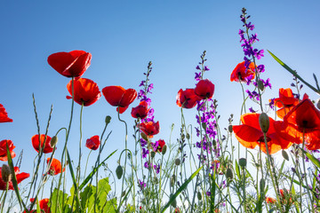 Red poppy filed in summer