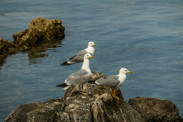 Fototapeta na wymiar Three seagulls standing on the rocks next to the seashore. Their beaks are red. They are all focused on one point. They look as if they were hunting. Calm surface of the sea.