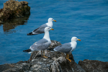 Three seagulls standing on the rocks next to the seashore. Their beaks are red. They are all focused on one point. They look as if they were hunting. Calm surface of the sea.