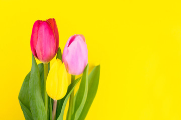  Three yellow, red and pink tulips on a bright yellow background. Copy space