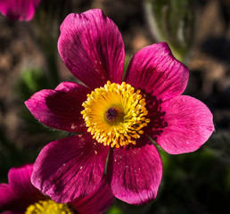 very nice blossom of pasqueflower