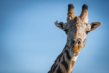 Naklejka premium Giraffe close up on African safari 