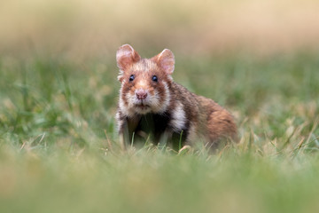 Ein freigestellter Feldhamster frontal auf einer Wiese