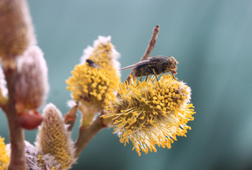 Weidepollen