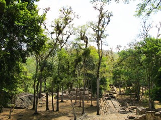trees in park