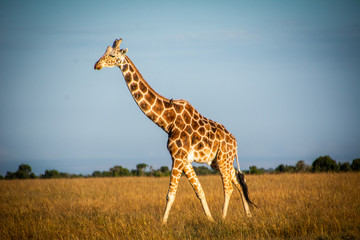 Kenyan giraffe close up in savannah