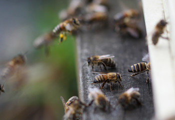 Honey Bees