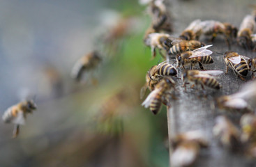 Honey Bees
