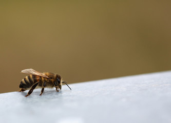 Honey Bee