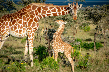 Mother and baby giraffe standing in African savannah
