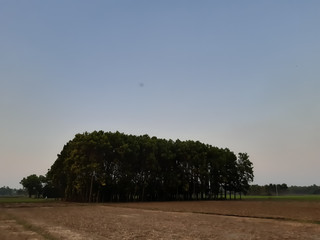 Indian village environment at sunset time, green tree and blue sky.