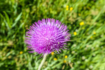 A thistle flower blossoming in pink on a lush green meadow in Schladming, Austria. Clear and beautiful day. Wild flowers.
