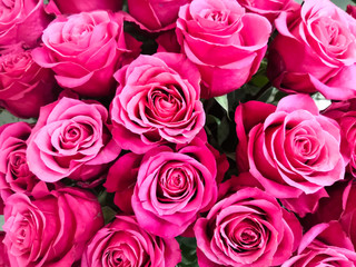 Lush roses in a bouquet, macro view.
