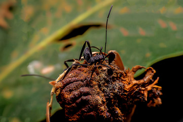 A close up of black forest insects