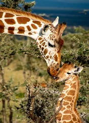 Foto auf Acrylglas Nahaufnahme von Muttergiraffe, die Babygiraffe in Afrika küsst? © Bry