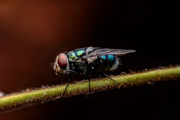 The close up shot of a blowfly