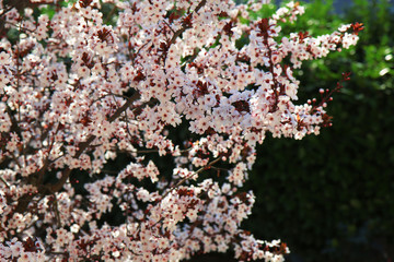 Ben arrivata primavera: fioritura di un albero di Prunus, delicati fiori bianchi appena sbocciati