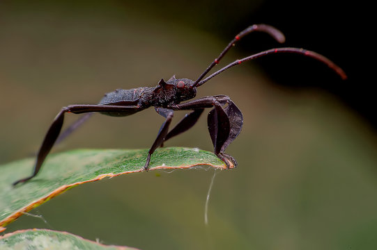 A close up of black forest insects
