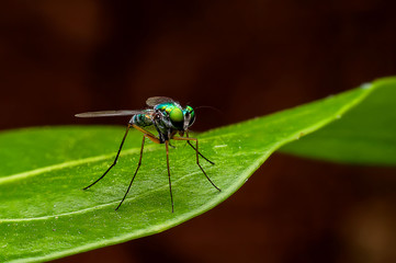 The close up shot of a blowfly