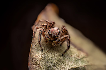 A close up shot of a small forest spider on dry leaves, selective focus