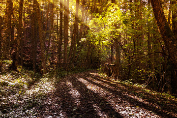 Fototapeta premium Luci e ombre nella foresta in autunno